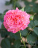 Sunset Dreams rose photo