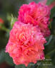 Sunset Dreams rose photo