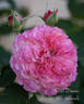 Sunset Dreams rose photo
