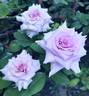 Sweet Moon rose photo