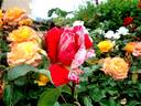 Anniversaire rose photo