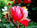 Anniversaire rose photo