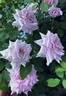 Sweet Moon rose photo