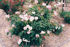 Duke of York rose photo