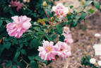 Duke of York rose photo