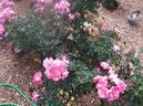 Pink Cupcake rose photo