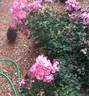 Pink Cupcake rose photo