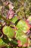 Perle des Jardins rose photo