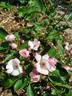 Menja rose photo