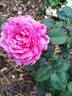 Noble Antony rose photo