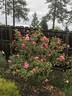 Comtesse Festetics Hamilton rose photo
