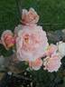 Queen Nefertiti rose photo