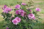 Lavender Flower Circus rose photo