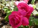 Mullard Jubilee rose photo