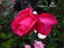 Mullard Jubilee rose photo