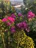 Bordeaux (hybrid multiflora, Soupert rose photo