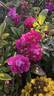 Bordeaux (hybrid multiflora, Soupert rose photo