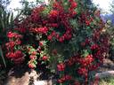 Bassino ® rose photo