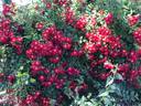 Bassino ® rose photo