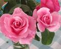 Bewitched rose photo