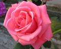 Harmonie ® rose photo