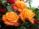 Raymond Kopa rose photo