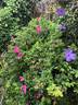 <i>Rosa kamtchatica</i> Vent. synonym rose photo