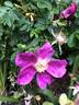 <i>Rosa kamtchatica</i> Vent. synonym rose photo