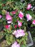 Erfurt rose photo
