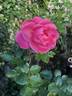 Country Dancer rose photo