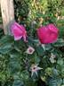 Country Dancer rose photo