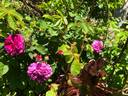 Himmelsauge rose photo