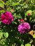 Himmelsauge rose photo
