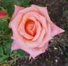 Gitte rose photo