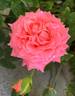 Corail Gelée rose photo