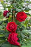 Botero Cl. rose photo
