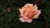 Arethusa rose photo