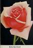 Betty Uprichard rose photo