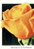 Mevrouw G.A. van Rossem rose photo