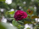 12 Erinnerung an Brod OP rose photo