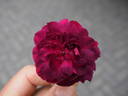 12 Erinnerung an Brod OP rose photo