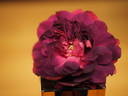 12 Erinnerung an Brod OP rose photo