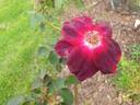 Bardou Job rose photo