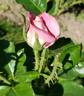 Anne Letts rose photo