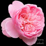Discovery rose photo