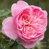 Discovery rose photo