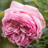 Discovery rose photo