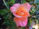 Pink Lemonade rose photo