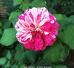 Julio Iglesias rose photo