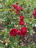 Cherry Frost rose photo
